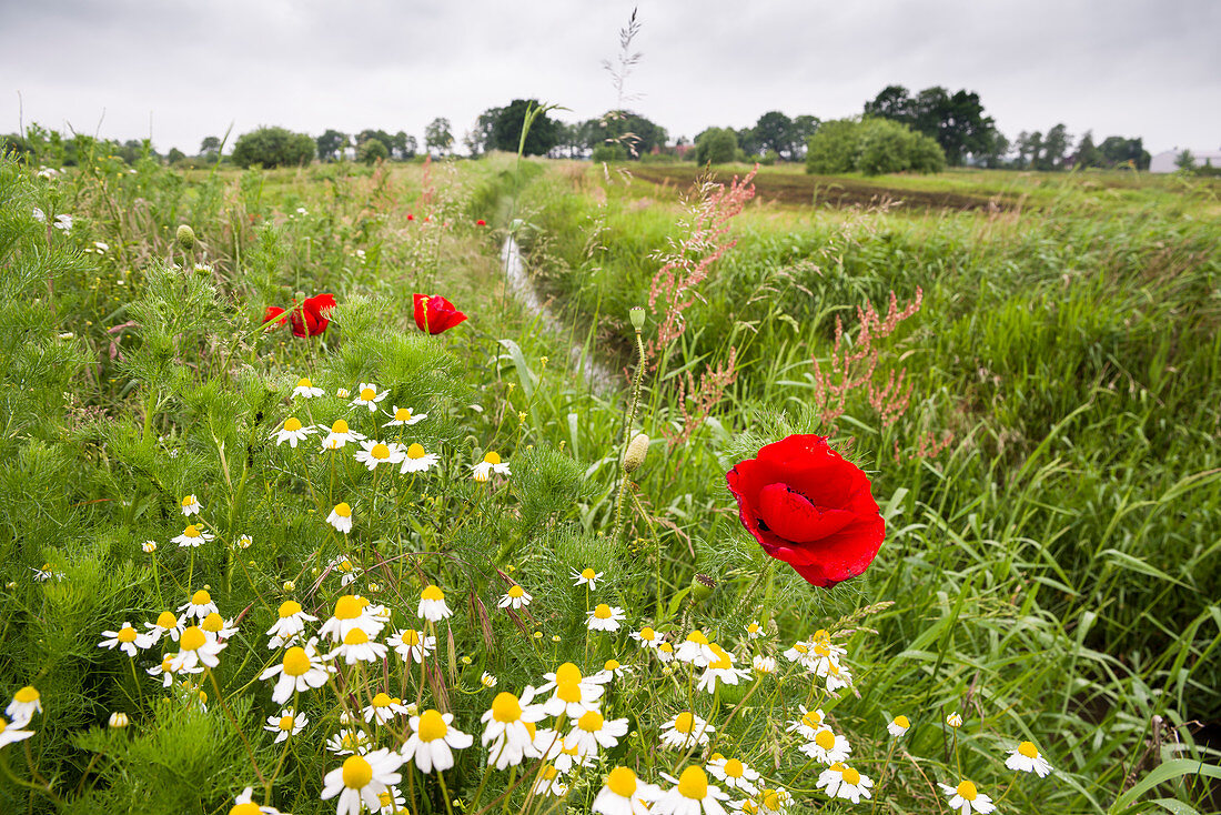 Poppy and chamomile on pasture, Moorwarfen, Jever, Landkreis Friesland, Lower Saxony, Germany