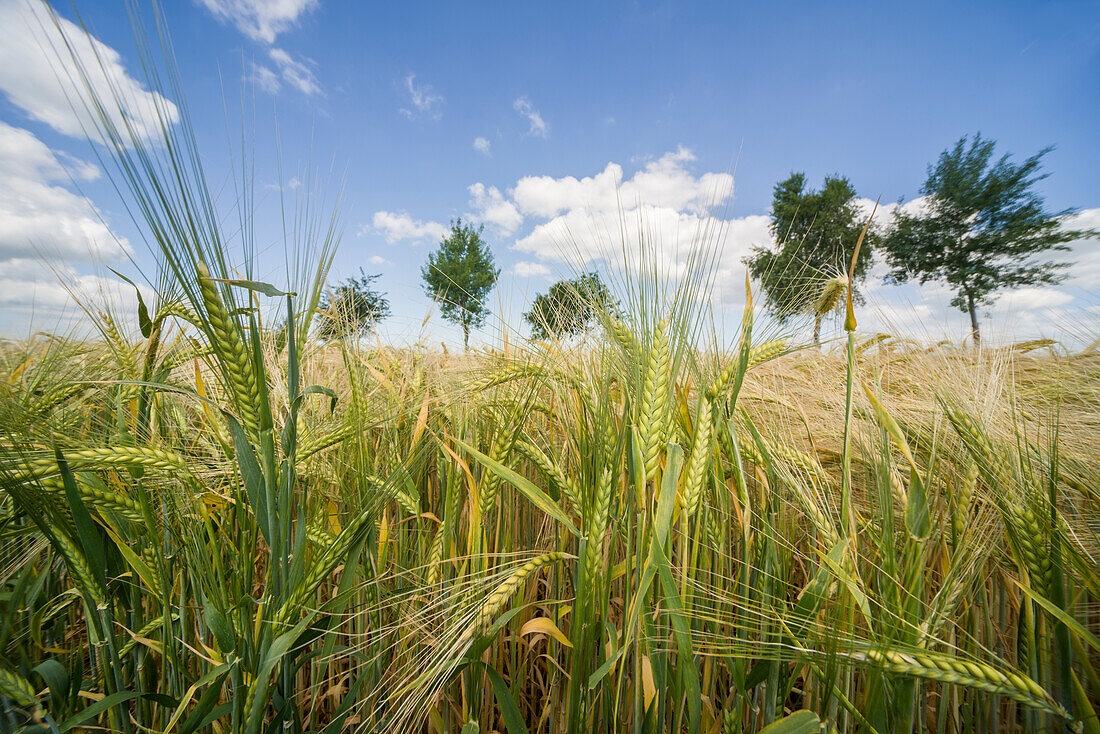 Barley field under blue sky, Bentstreek, Friedeburg, Wittmund, Ostfriesland, Lower Saxony, Germany