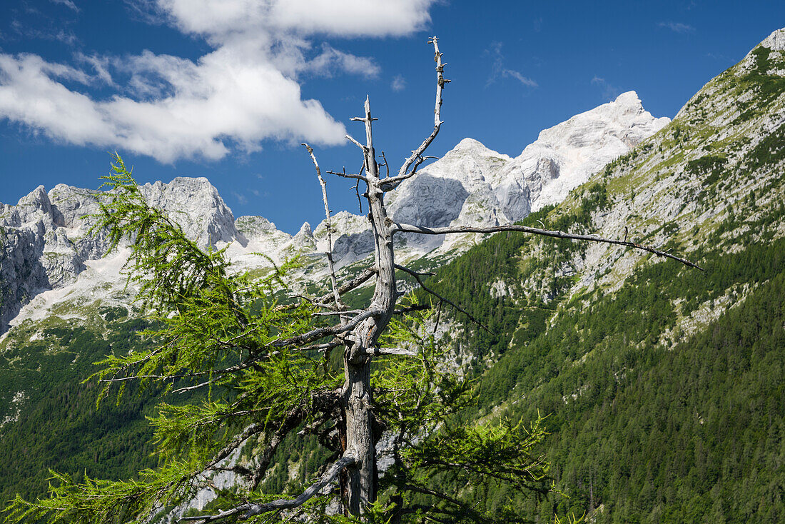Blick auf den Mojstrovka, Gorenjska, Oberkrain, Nationalpark Triglav, Julische Alpen, Slowenien