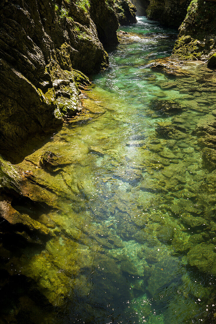 Fluss Radovna fließt durch die Vintgar Klamm, Podhom, Gorje, Gorenjska, Oberkrain, Nationalpark Triglav, Julische Alpen, Slowenien