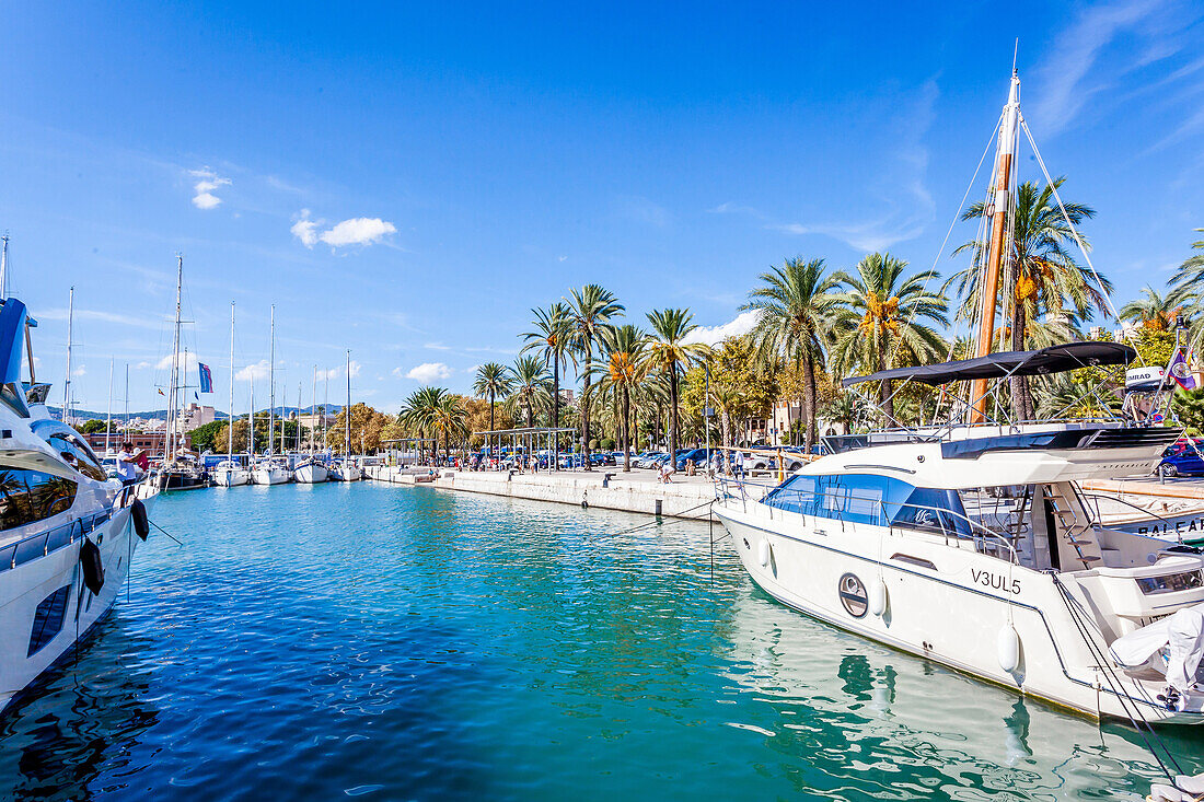 Luxus-Yachten im Hafen von Palma, Mallorca, Spanien, Europa