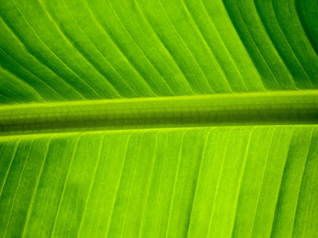 Green Banana Leaf, Close-Up 2