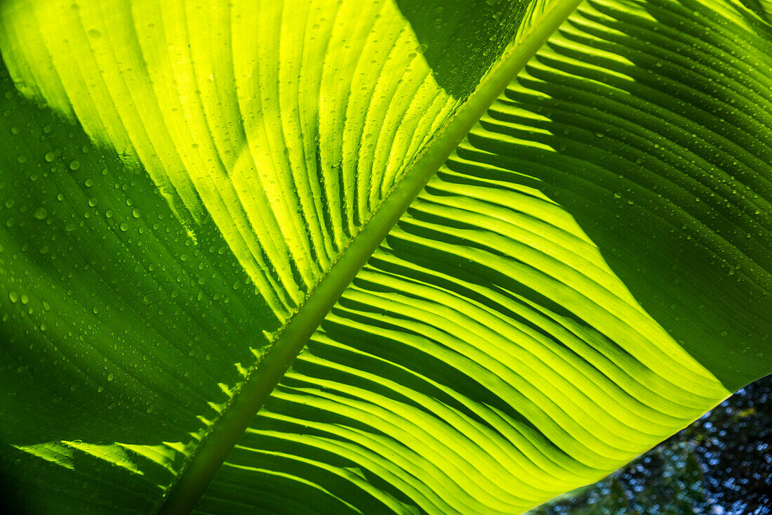 Sonnenbeschienene Bananenblätter, Close-Up