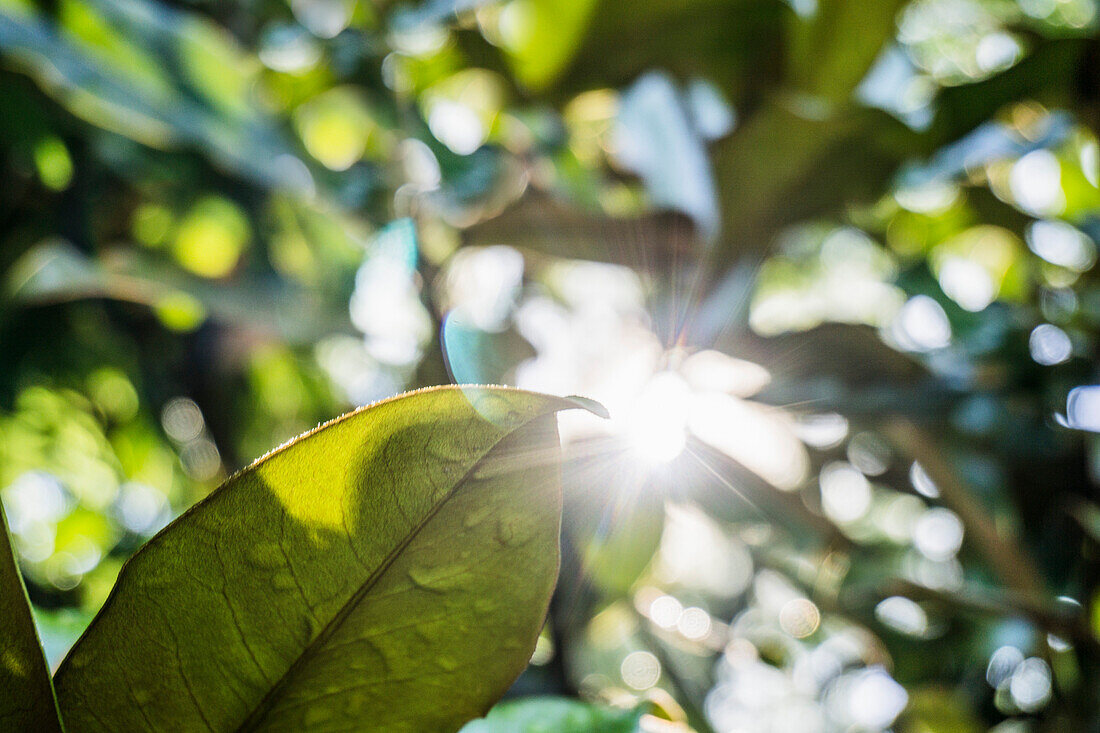 Low Angle View of Sun Flare Through Magnolia Trees