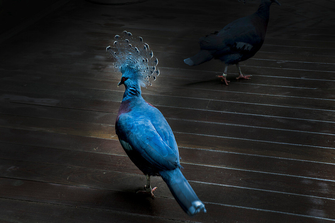 Rear View Close-up of Victoria Crowned Pigeon