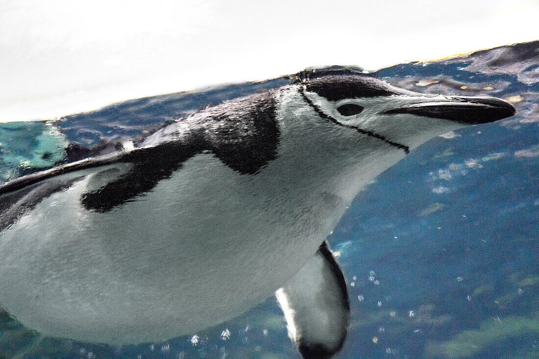 Chinstrap Pinguin Unterwasser