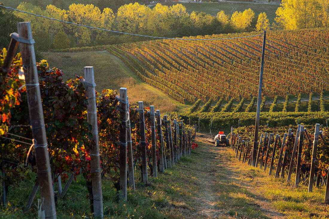 Vineyards and Tractor at Sunset, Monforte d’Alba, Piedmont, Italy