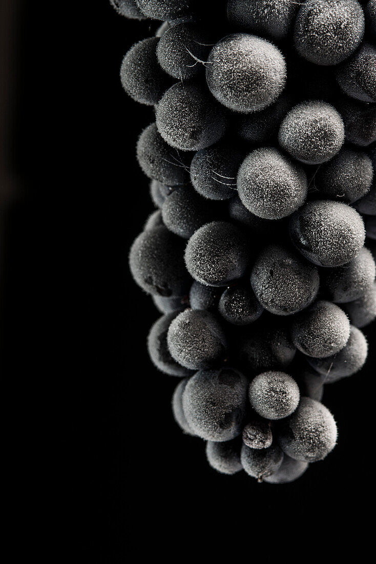 Close-Up of Frozen Barbera Grapes on Black Background 2