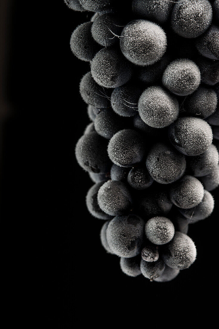 Nahaufnahme von gefrorenen Barbera-Trauben auf schwarzem Hintergrund 2