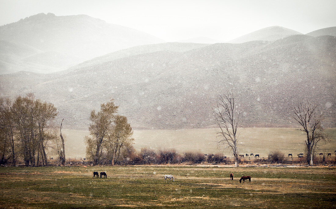 Spring snowstorm over pasture of horses along the Salmon River, Idaho