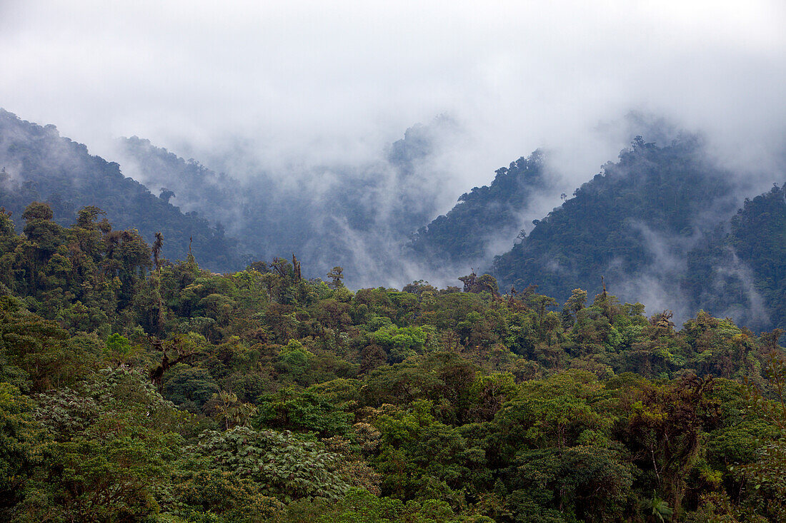 Wolken bewegen durch Santa Lucia Cloud Forest Reserve, Ecuador