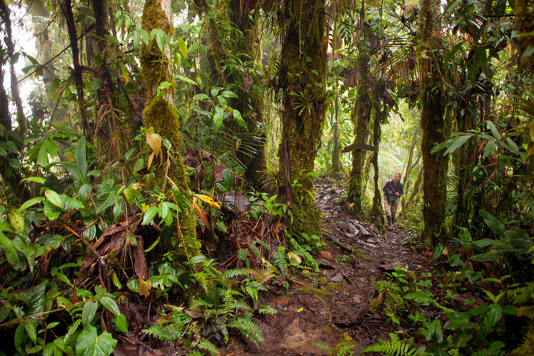 Female hiker on trail, Santa Lucia Cloud Forest REserve