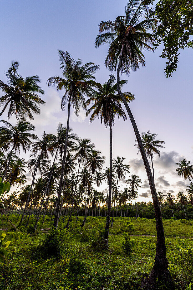 Beautiful tropical scenery with coconut palm trees, Morro de Sao Paulo, Bahia, Brazil
