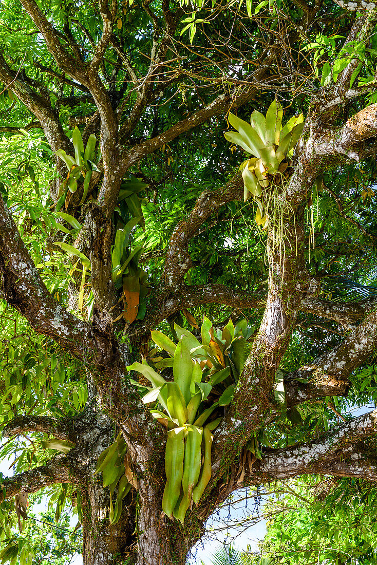 Fotografieren Sie mit Bromelien auf Mangobaum, Boipeba Island, Süd-Bahia, Brasilien