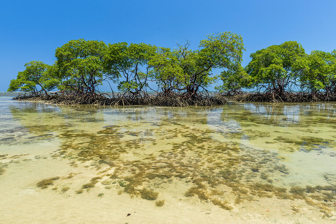 Mangrovenvegetation im tropischen Strand im Süden von Bahia, Ilha de Boipeba, Brasilien