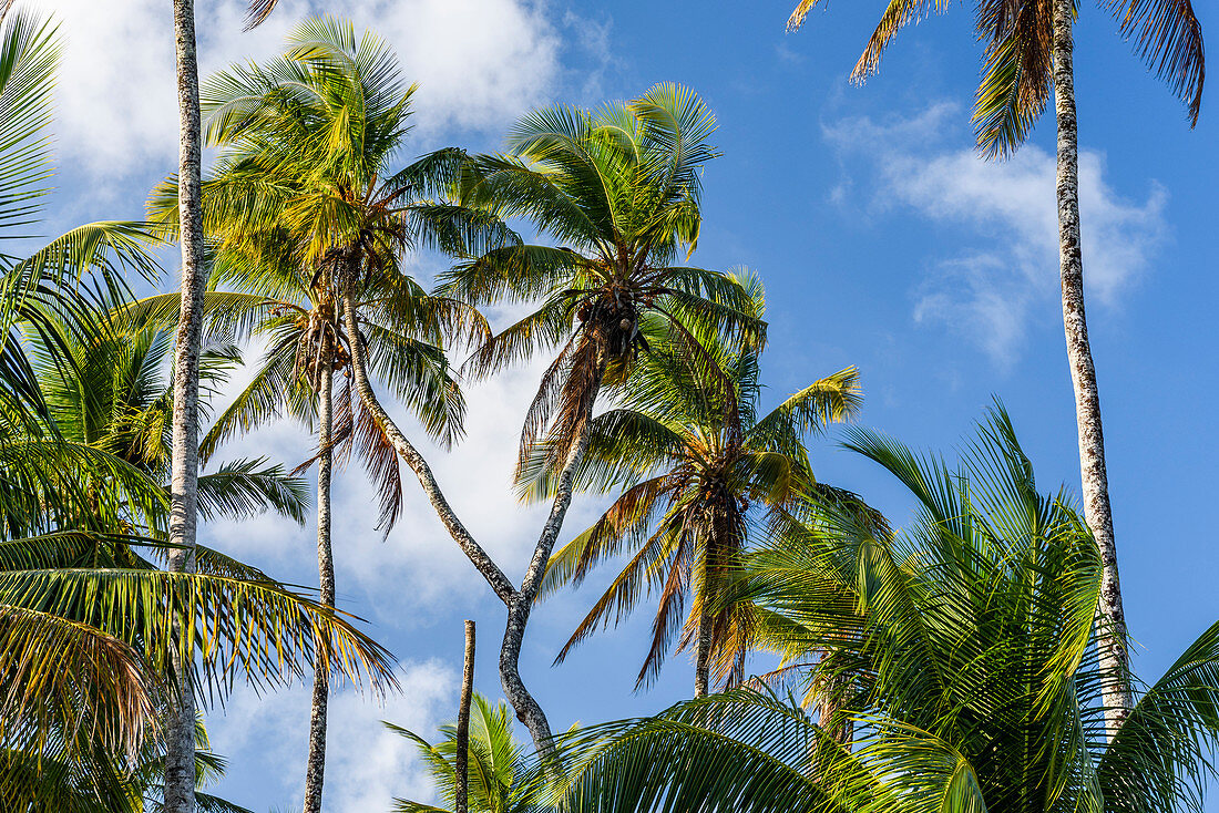 Coconut tree in tropical beach in south Bahia, Ilha de Boipeba, Brazil