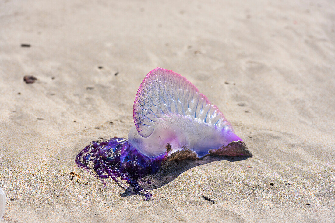 Dead purple jellyfish over sand in south Bahia, Ilha de Boipeba, Brazil