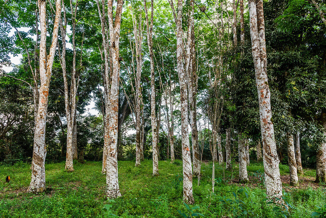Latexbäume im Atlantischen Regenwald, Süd-Bahia, Peninsula de Marau, Brasilien