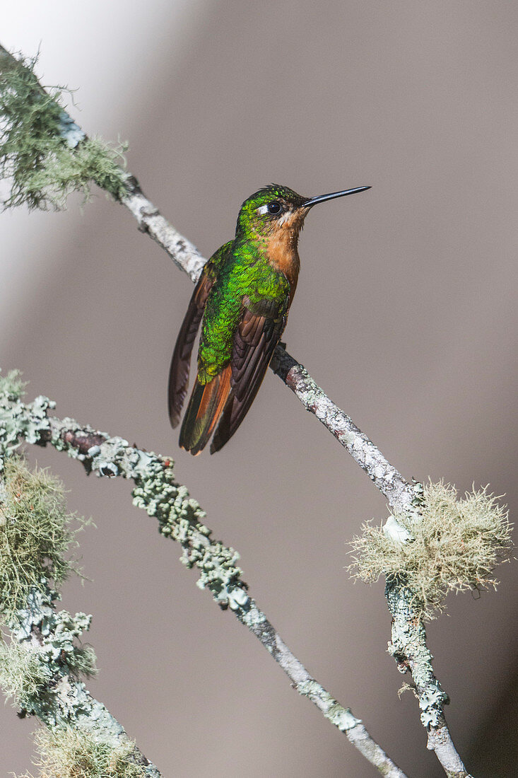Hummingbird Brazilian Ruby (Clytolaema rubricauda) in Itatiaia National Park, Rio de Janeiro, Brazil