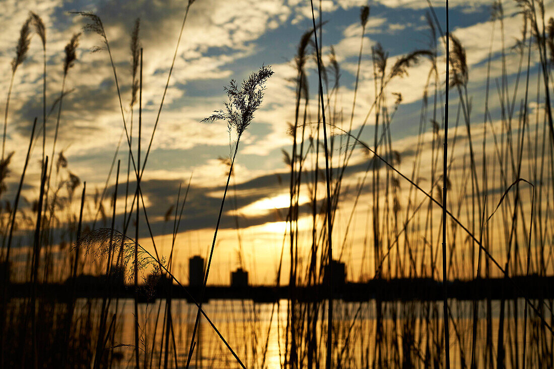 Riverside grass against cloudy sky at sunset, Boston, Massachusetts, USA