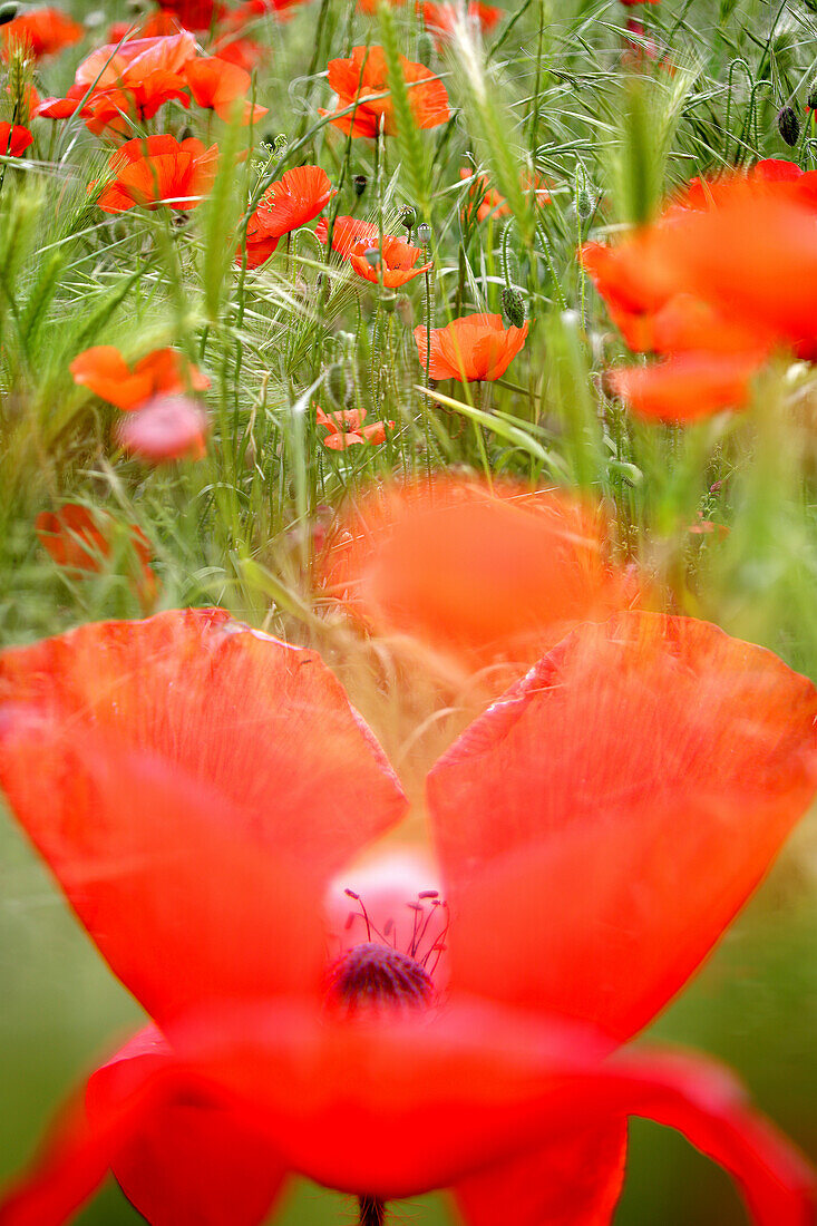 Beautiful photograph of red poppies, Beceite, Teruel Province, Spain