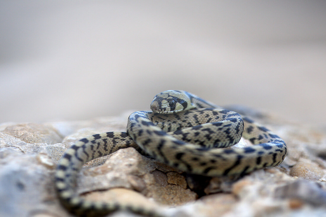 Naturfotografie einer einreihigen Schlange (Elaphe scalaris, Rhinechis scalaris), Beceite, Provinz Teruel, Spanien