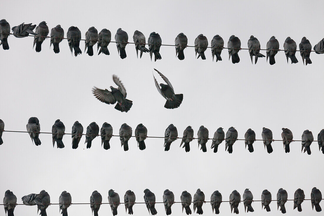 Photograph with pigeons flying and perching on power lines, Richmond, British Columbia, Canada