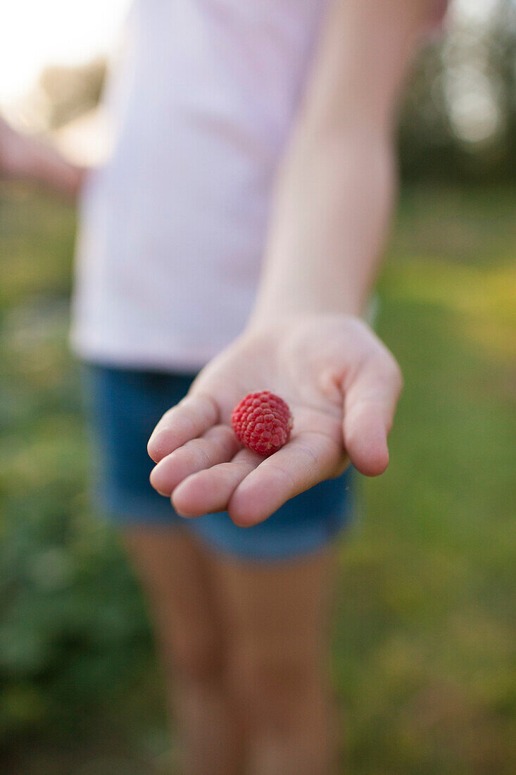 Photograph with hand of girl holding single raspberry, Vancouver, British Columbia, Canada