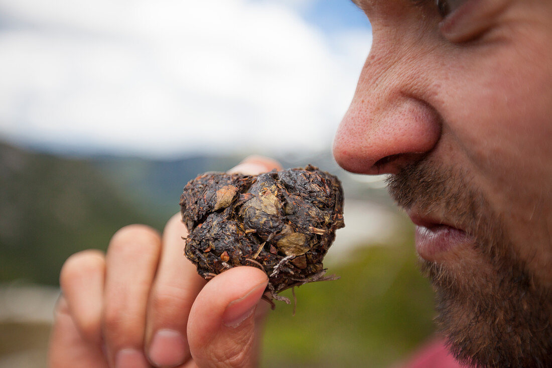 Foto von Mann riechenden Bär Scat beim Bergsteigen, Chilliwack, British Columbia, Kanada