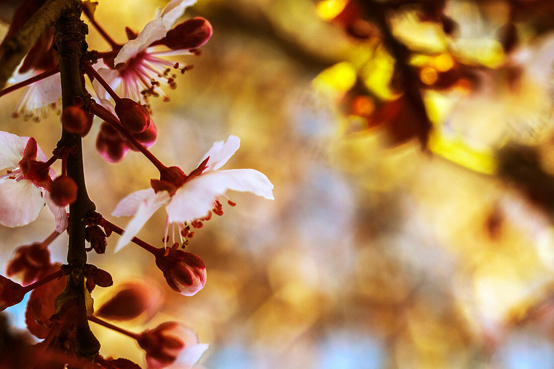 Schöne Naturphotographie mit Abschluss oben von Pflaumenblumenblüten (Prunus mume), Windsor, Kalifornien, USA.