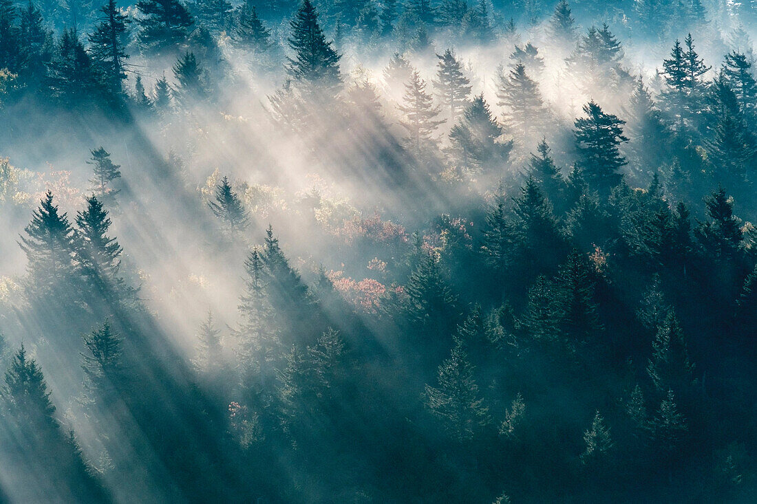 Vereinigte Staaten, North Carolina, Jackson County. Sonnenlicht durch immergrüne Bäume in Great Smoky Mountains in der Nähe von Bear Ridge Gap, Blue Ridge Parkway.