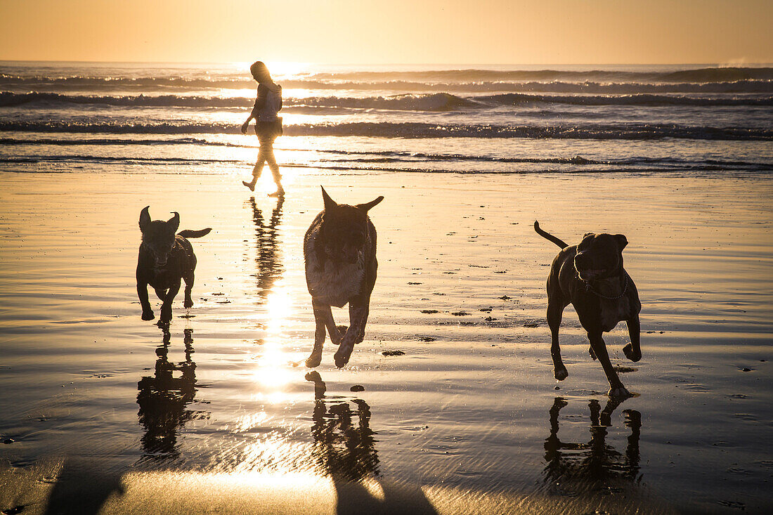 Schattenbilder von drei laufenden Hunden beim Spielen auf Strand bei Sonnenuntergang, San Francisco, Kalifornien, USA.