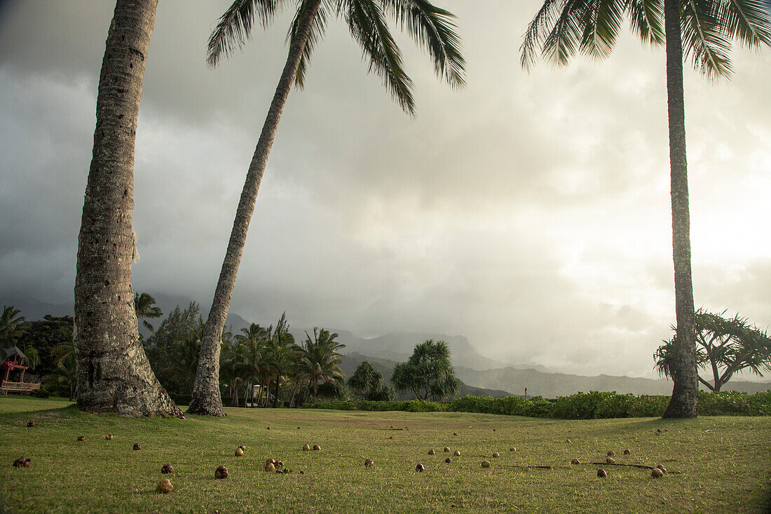 Fotografieren Sie mit den gefallenen Kokosnüssen, die auf Rasen unter Palmen, Kauai, Hawaii, USA liegen.
