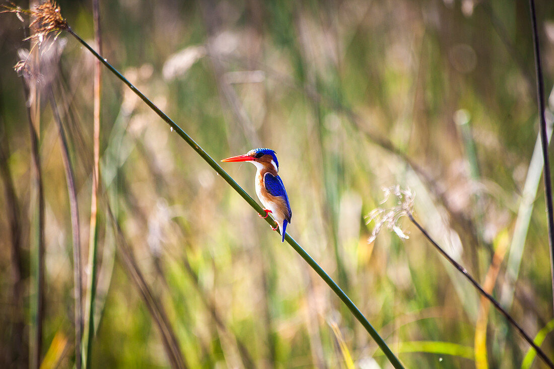 Beautiful nature photograph with malachite kingfisher (Corythornis cristatus) perching on grass, Okavango Delta, Botswana