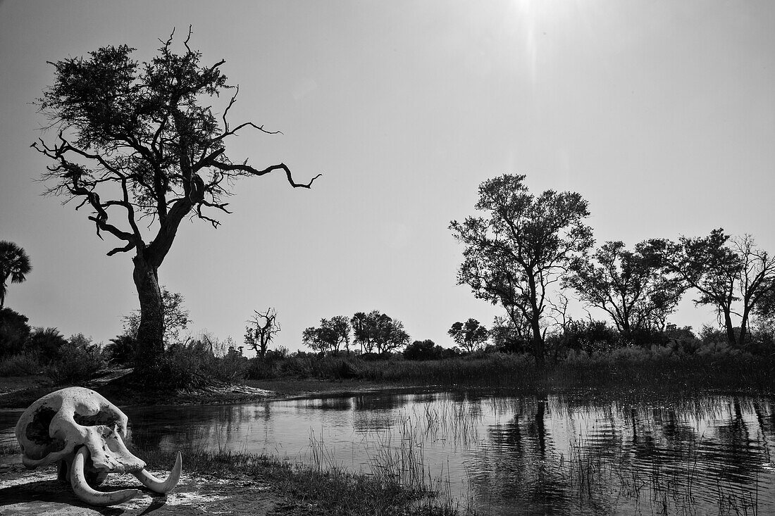 Unheilvolle Landschaft mit Elefantenschädel am Flussufer, Okavango Delta, Botswana