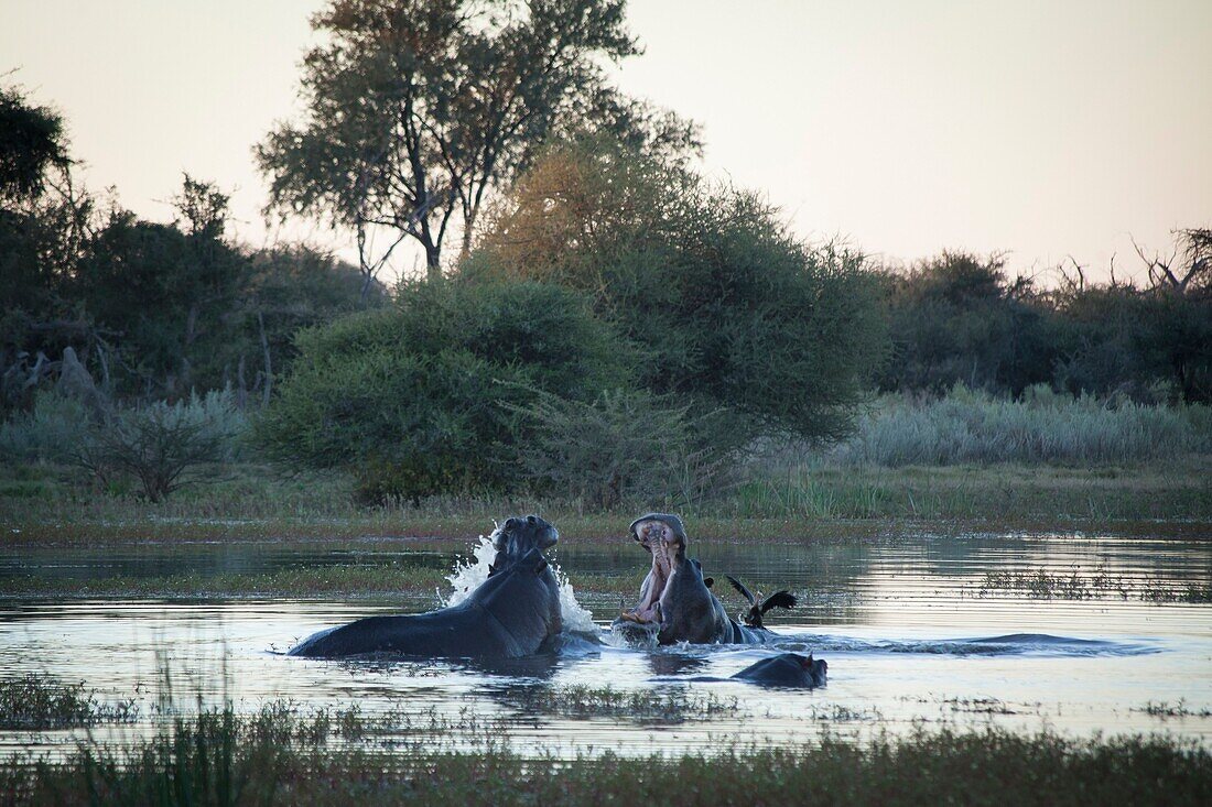 Schöne Naturfotografie mit zwei Nilpferden (Hippopotamus amphibius) mit offenen Mündern im Fluss, Okavango-Delta, Botswana