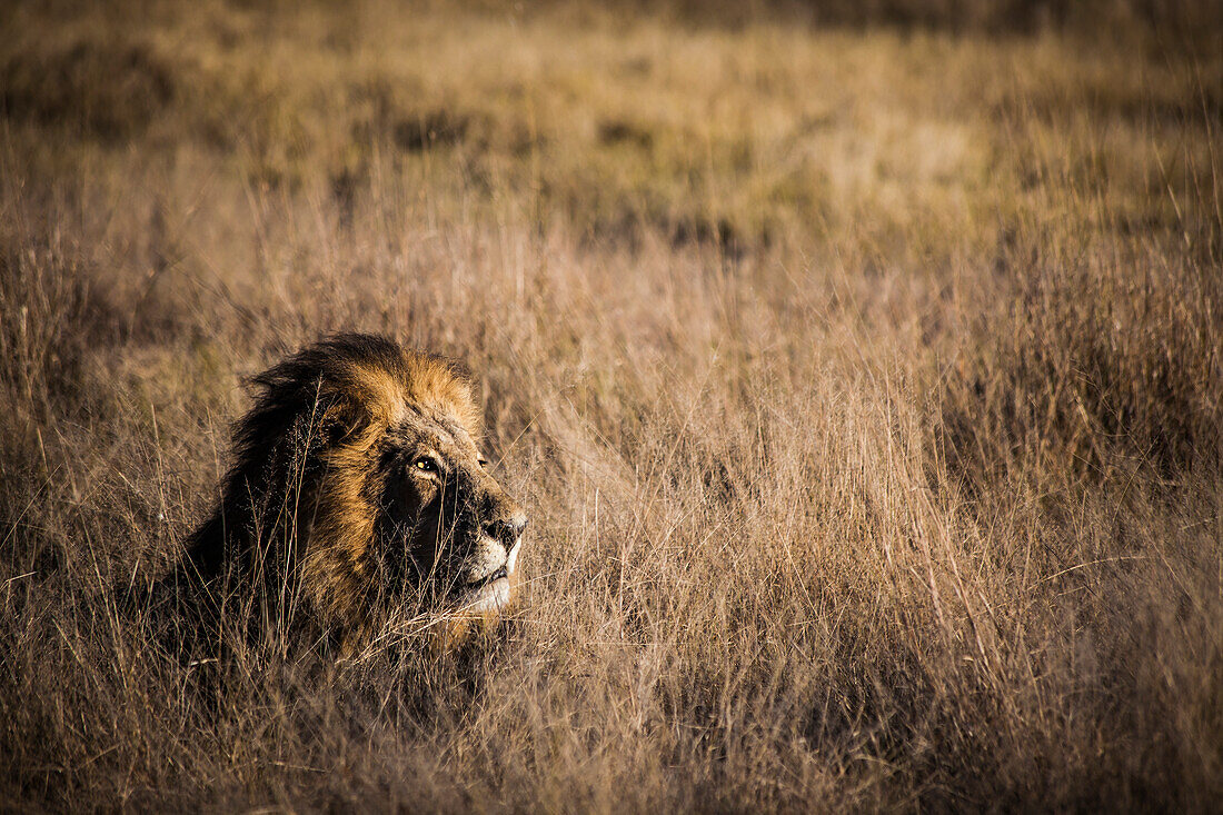 Beautiful nature photograph of single lion (Panthera leo) lying in savannah, Okavango Delta, Botswana