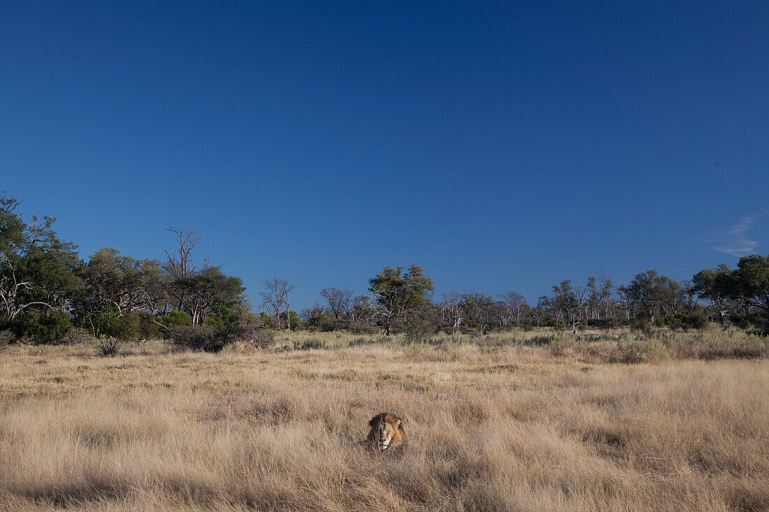 Nature photograph with lion (Panthera leo) lying under clear sky in savannah, Kalahari Desert, Botswana