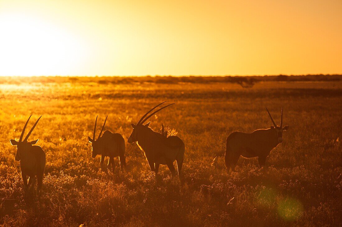Naturfoto mit Silhouetten von Steinbockherden bei Sonnenuntergang, Kalahari-Wüste, Botswana