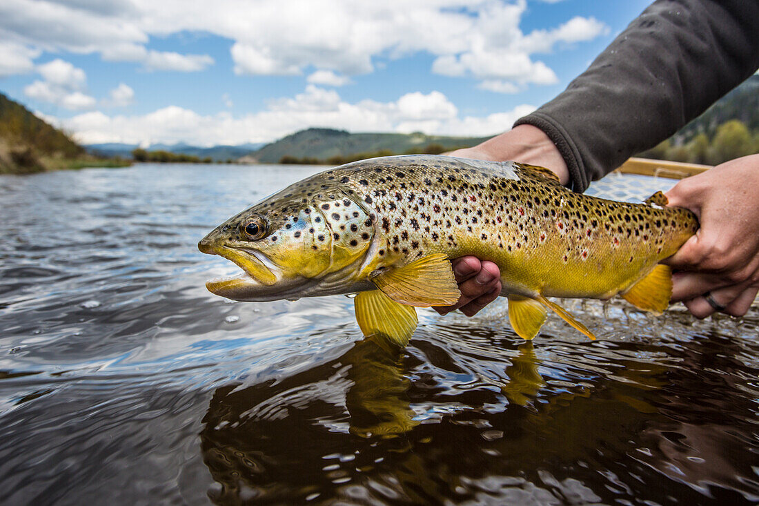 Photograph of caught brown trout (Salmo trutta) being released, Big Hole River, Montana, USA