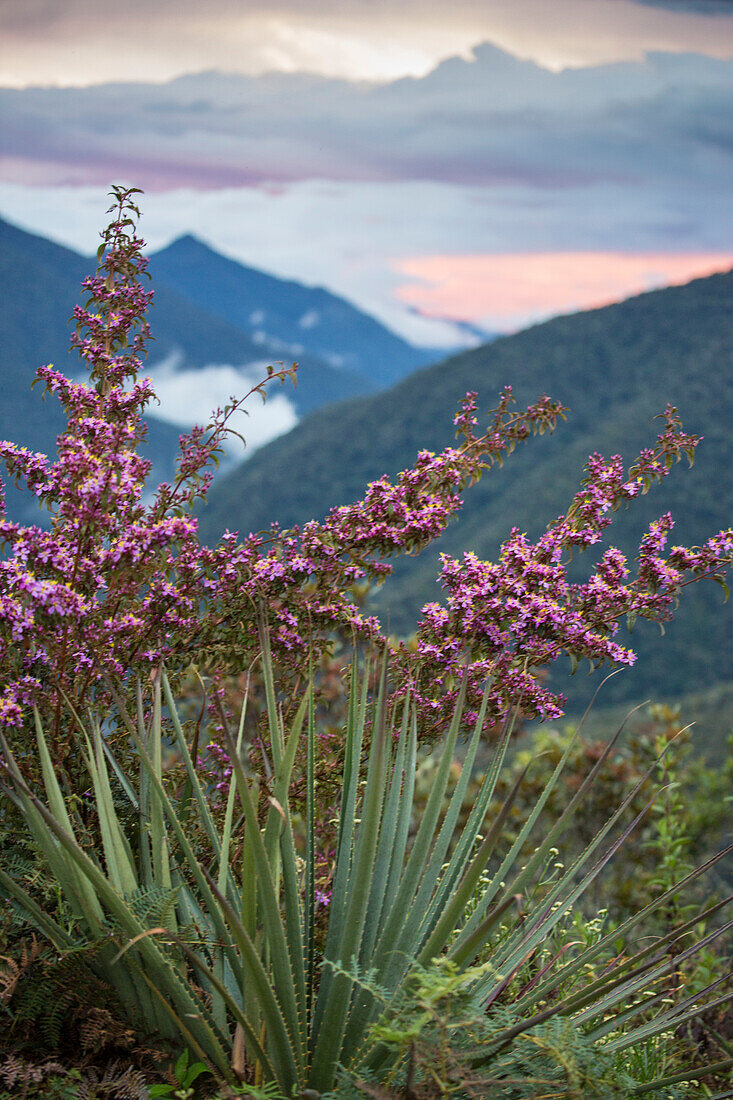 Beautiful plants of Peru Cloud Forest viewed from biological research station Wayqecha, Paucartambo, Peru