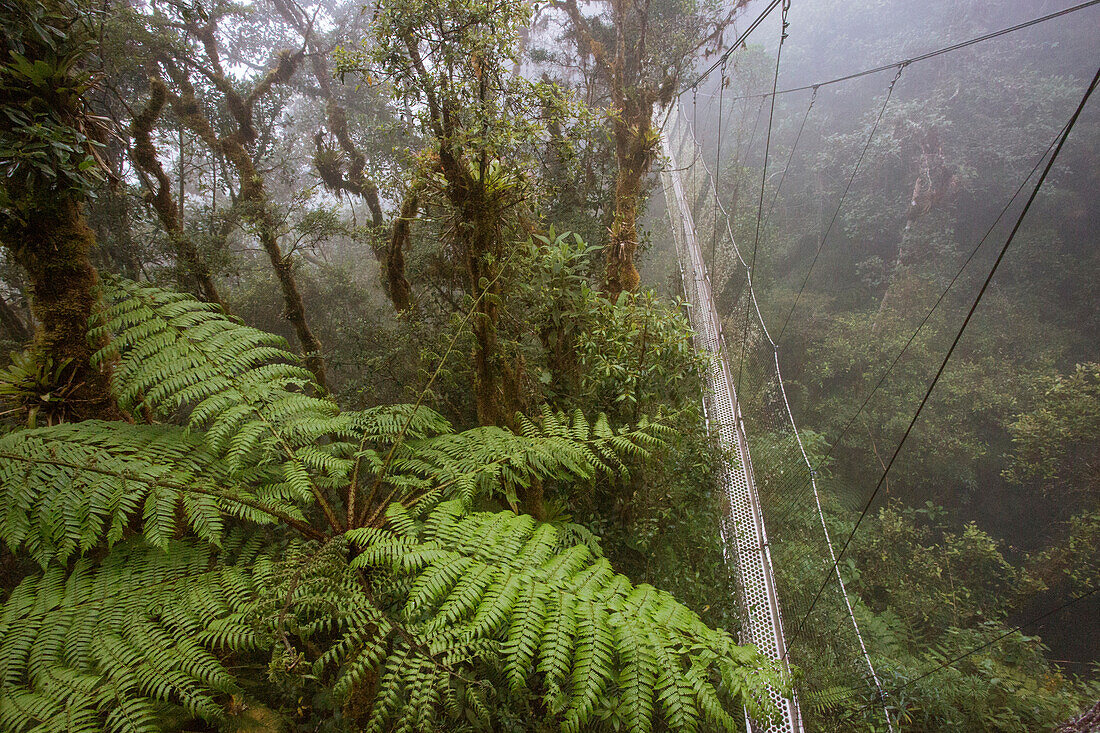 Photograph of canopy walkway at biological research station Wayqecha, owned by the Amazon Conservation Association, in Peru cloud forest, Paucartambo, Peru