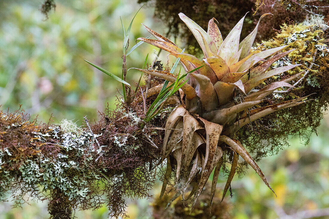 Naturfoto der Bromelie am Baum in Perus Wolkenwald