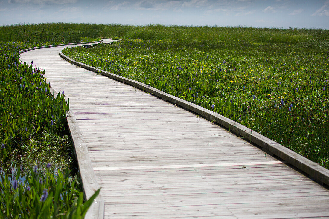 Wooden boardwalk through green marshland, Lake Charles, Louisiana, USA