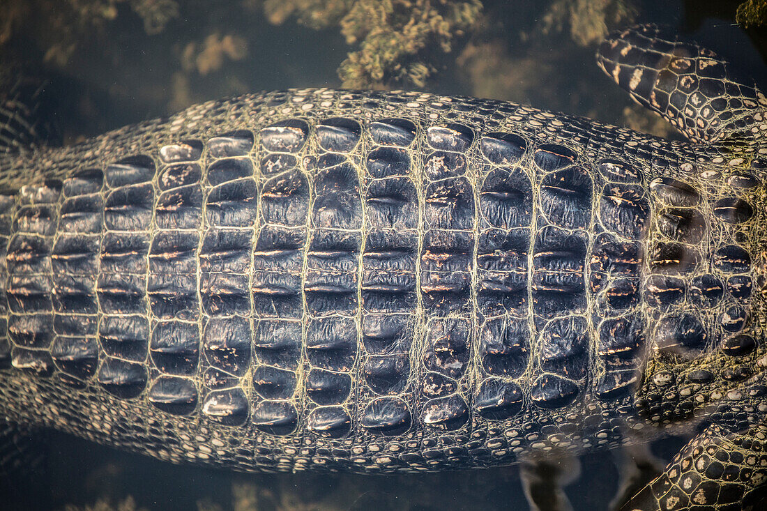 Mid section of alligator lying in water, Lake Charles, Louisiana, USA