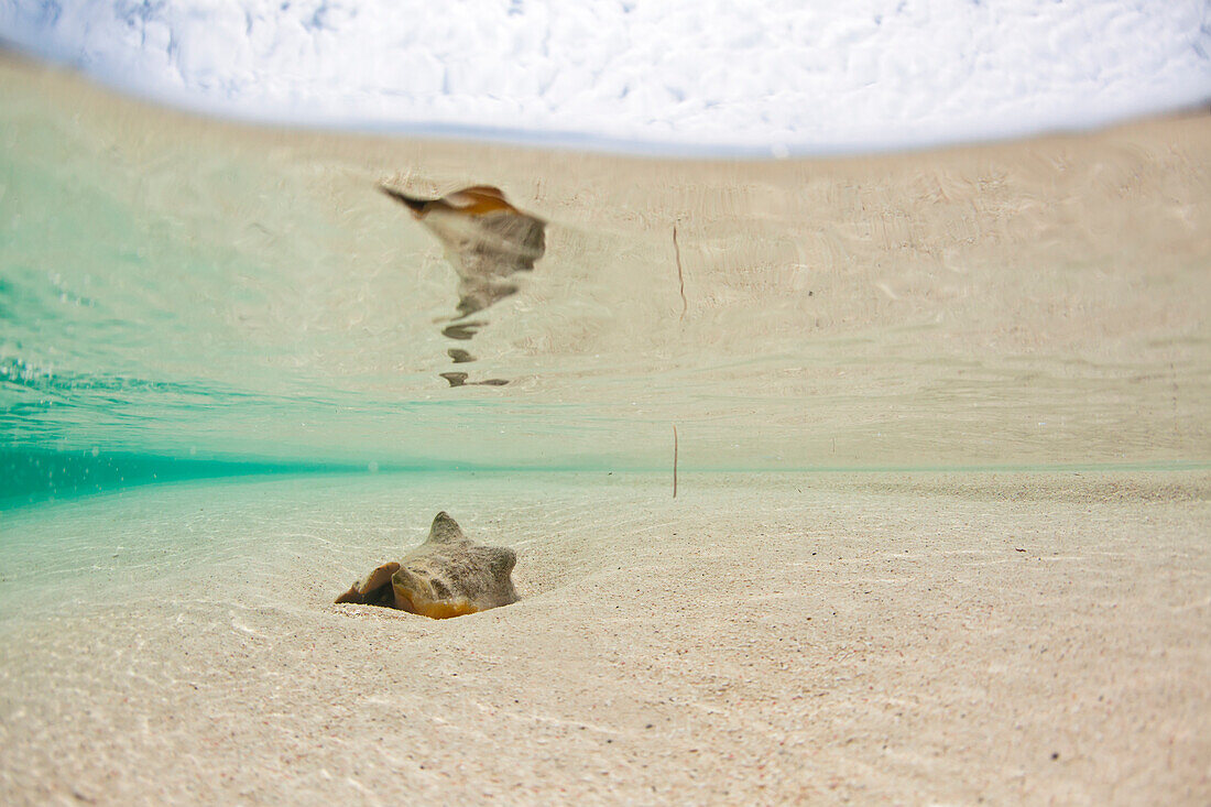 A conch shell lays in shallow water water at a sandy beach on a kay in Belize.