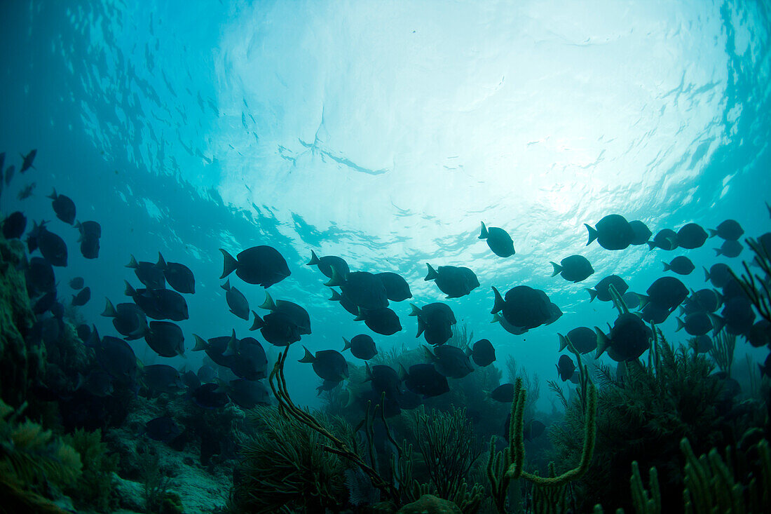 A school of Black Tang Fish (Acanthuridae) swim by hard corals, soft corals, fans, and small fish covering sections of Glover's Reef, Belize.