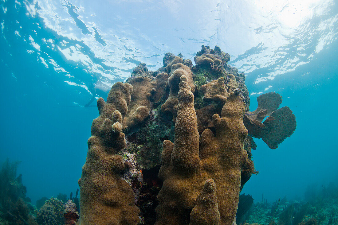 Unterwasserleben, einschließlich Hartkorallen, Weichkorallen, Fächer und kleine Fische bedecken Abschnitte von Glover's Reef, Belize.