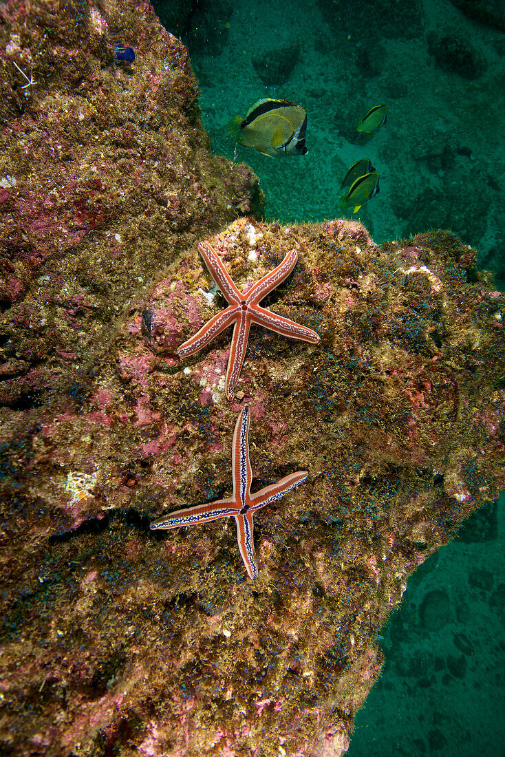 Seestern fotografiert während des Tauchens in Tamarindo, Costa Rica