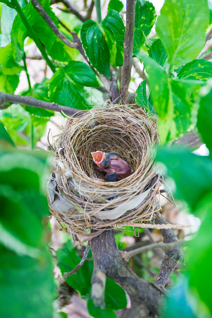 Nature photograph of bird hatchling in nest, Laie, Oahu, Hawaii, USA